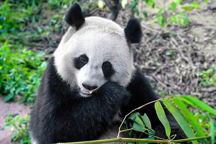 成都旅游大运会攻略路线 成都大运会打卡？-第2张图片-四川省中国青年旅行社